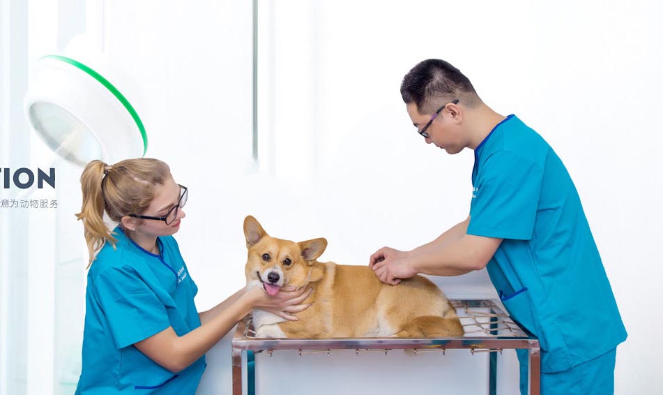 重庆网站优化与重庆和美宠物医院达成合作